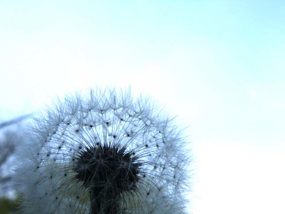 Weed flower